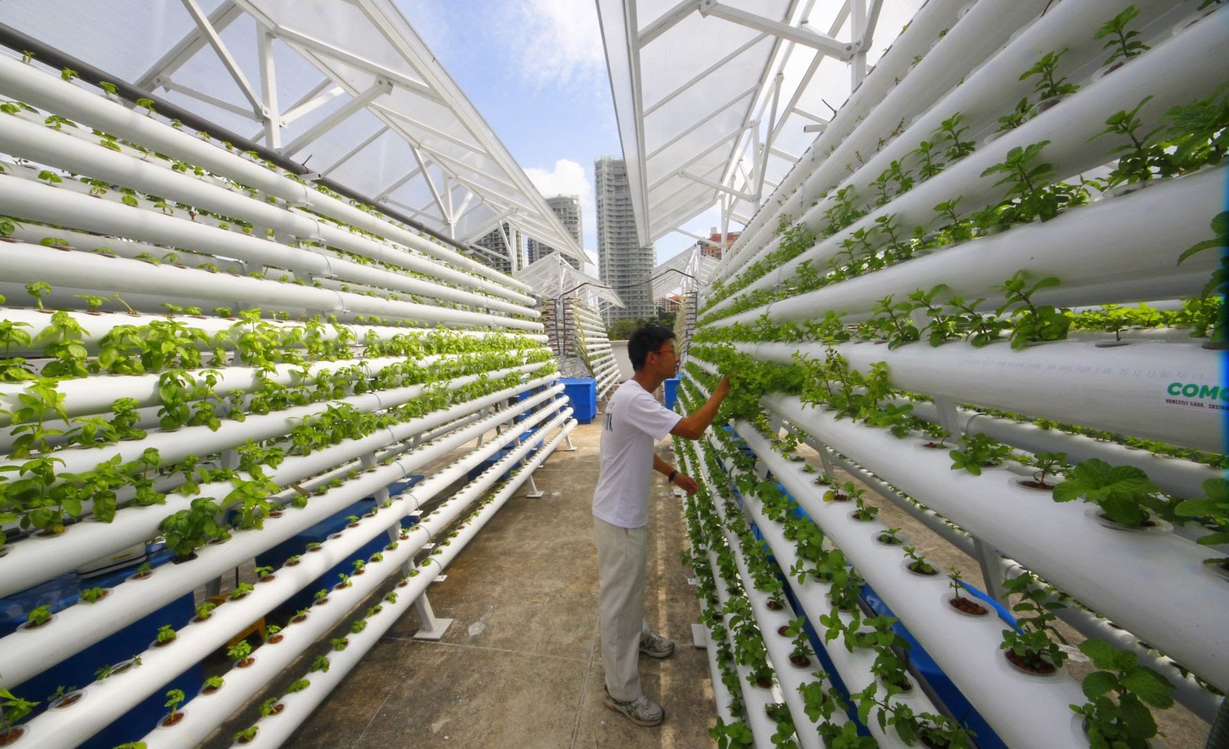 Vertical Farming - The Latest Trend For Producing Food!