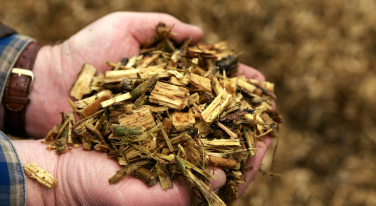 biomass energy
