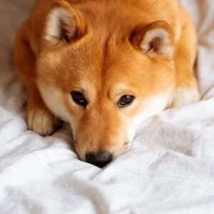 Dogecoin prices fall