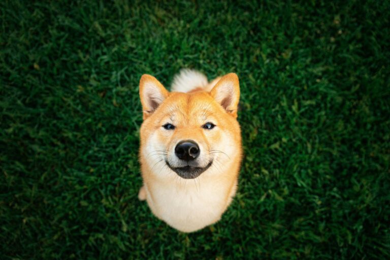 Dogecoin memes