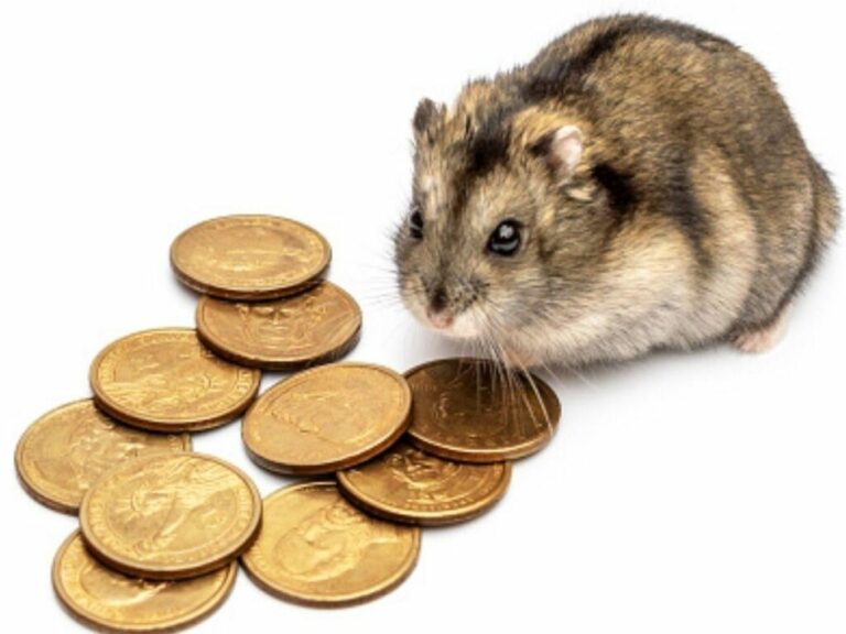 Trading hamsters that outperformed the S&P 500 have passed away