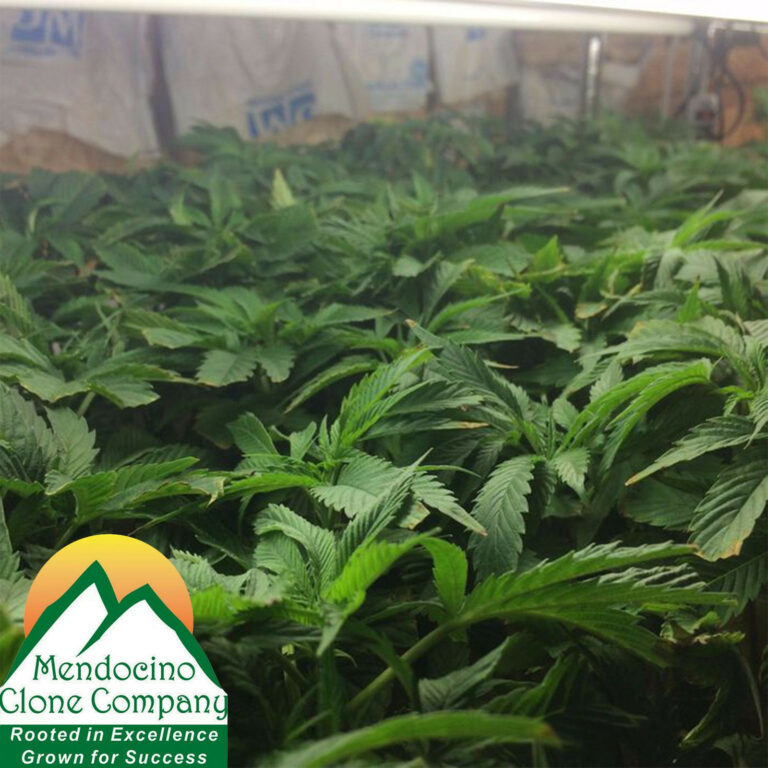 Californian Cannabis nursery uses blockchain to track its weed