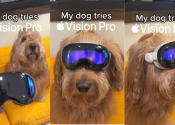 Instagram Reel showing Apple Vision Pro on Golden Doodle Goes VIRAL