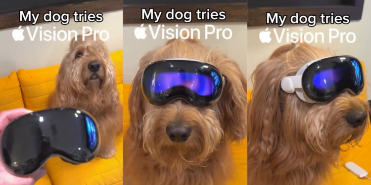 Instagram Reel showing Apple Vision Pro on Golden Doodle Goes VIRAL