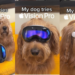 Instagram Reel showing Apple Vision Pro on Golden Doodle Goes VIRAL