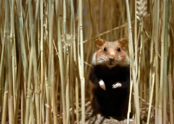 Hamster Kombat