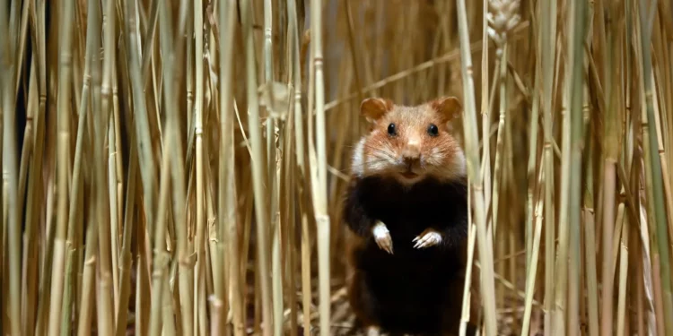Hamster Kombat