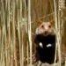 Hamster Kombat