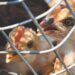 Avian Influenza