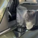 Lexus GX Owners Report Melting Exterior Parts in Extreme Heat