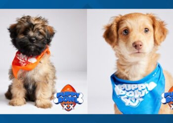 How to Adopt a Puppy from the Puppy Bowl