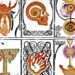 How to Level Up Mysticism in Oblivion