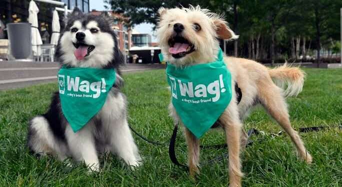 Wag Files for Bankruptcy After Years of Financial Turbulence