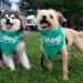 Wag Files for Bankruptcy After Years of Financial Turbulence