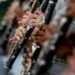 Clarinet Mistaken for a Gun by AI Prompts School Lockdown in Florida