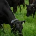 Thiel’s Founders Fund Leads Halter to $2B Valuation