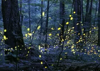 Firefly Lottery