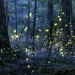 Firefly Lottery
