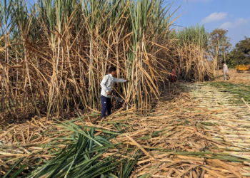 India Halts Sugar Exports Until September 2026 to Stabilise Local Prices