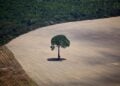 Google Accused of Destroying Nearly 500 Football Fields of Forest for New Data Center Project