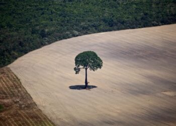 Google Accused of Destroying Nearly 500 Football Fields of Forest for New Data Center Project