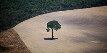 Google Accused of Destroying Nearly 500 Football Fields of Forest for New Data Center Project