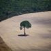 Google Accused of Destroying Nearly 500 Football Fields of Forest for New Data Center Project